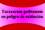 Taraxacum gaditanum, especie considerada como en peligro crítico de extinción (CR), en peligro real.
