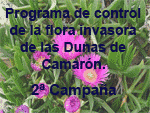 Programa de control de la flora invasora de las Dunas de Camarón.